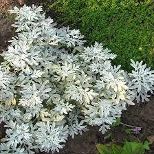 Полин декоративний Степлера Moris Form.