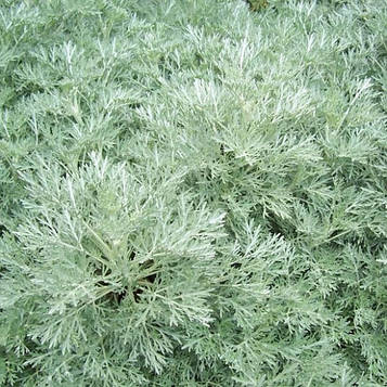 Полин декоративний Powis Castle