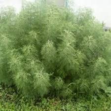 Полінь Боже дерево, фото 1