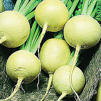 Ріпа Грін Коллет 2г