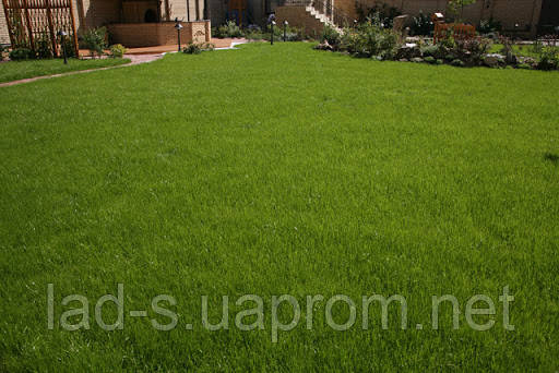 Газонная трава Засухоустойчивая 20 кг.Урожай 2023 г - фото 2 - id-p16084806