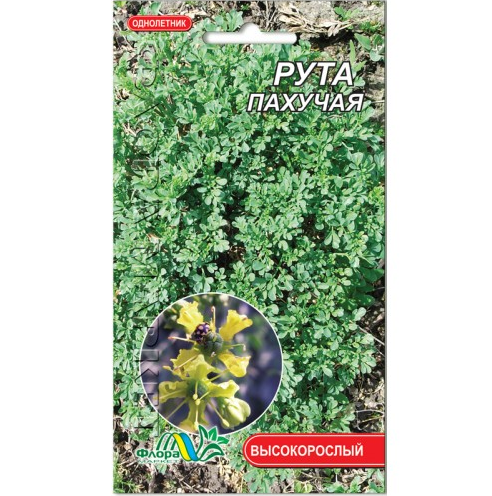 Насіння Рута пахуча 0.1 г лікарська багаторічник, фото 1