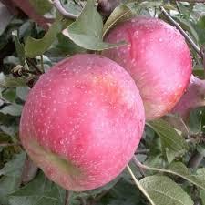 Яблуня Флорина (зимова), фото 1