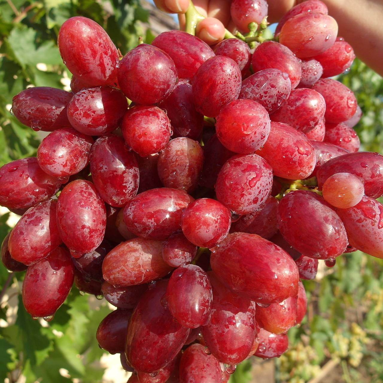 Саджанці Винограду Тип Родзинки - ранній, великоплідний, ароматний, фото 1