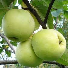 Яблуня Антонівка звичайна (осіння), фото 1