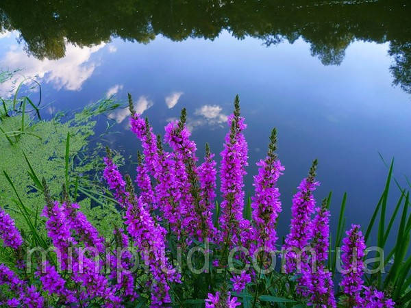 ДЕРЕВІЙ ІВОЛІСТИЙ - рослина для міні ставку, водної клумби, ставочка у вазоні