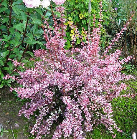 Барбарис Тунберга Harlequin 2 річний, Барбарис Тунберга Арлекін, Berberis thunbergii Harlequin, фото 1