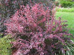 Барбарис Тунберга Harlequin 2 річний, Барбарис Тунберга Арлекін, Berberis thunbergii Harlequin, фото 6