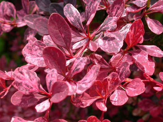 Барбарис Тунберга Rose Glow 2 річний, Барбарис Тунберга Роуз Глоу, Berberis thunbergii Rose Glow, фото 1