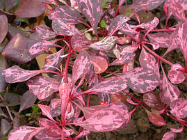 Барбарис Тунберга Rose Glow 2 річний, Барбарис Тунберга Роуз Глоу, Berberis thunbergii Rose Glow, фото 3