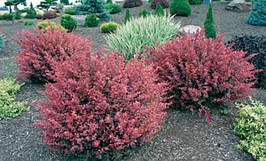 Барбарис Тунберга Rose Glow 2 річний, Барбарис Тунберга Роуз Глоу, Berberis thunbergii Rose Glow, фото 4