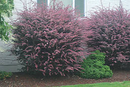 Барбарис Тунберга Rose Glow 2 річний, Барбарис Тунберга Роуз Глоу, Berberis thunbergii Rose Glow, фото 5