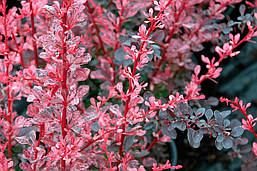 Барбарис Тунберга Rose Glow 2 річний, Барбарис Тунберга Роуз Глоу, Berberis thunbergii Rose Glow, фото 6