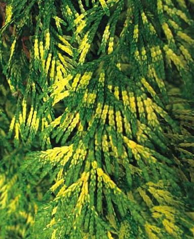 Туя складчаста Zebrina 3 річна, Туя складчаста / гігантська Зебрина, Thuja plicata Zebrina / Aureovariegata, фото 1