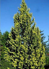 Туя складчаста Zebrina 3 річна, Туя складчаста / гігантська Зебрина, Thuja plicata Zebrina / Aureovariegata, фото 4