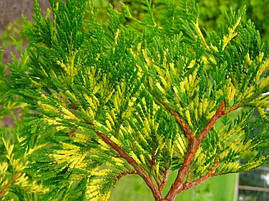 Туя складчаста Zebrina 3 річна, Туя складчаста / гігантська Зебрина, Thuja plicata Zebrina / Aureovariegata, фото 3