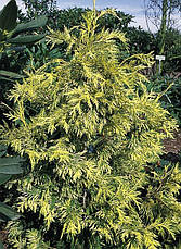 Туя складчаста Zebrina 3 річна, Туя складчаста / гігантська Зебрина, Thuja plicata Zebrina / Aureovariegata, фото 5