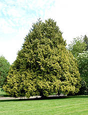 Туя складчаста Zebrina 3 річна, Туя складчаста / гігантська Зебрина, Thuja plicata Zebrina / Aureovariegata, фото 6