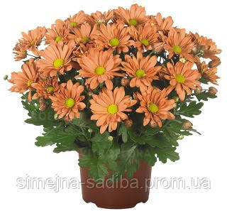 Хризантема садовая Бриз Фокс Оранж (Chrysanthemum morifolium Breeze Fox Orange)(Черенок ОКС) - фото 1 - id-p1130289095