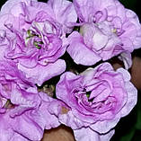 Розсада саджанців Пеларгонія PAC Lilac Rose, фото 3