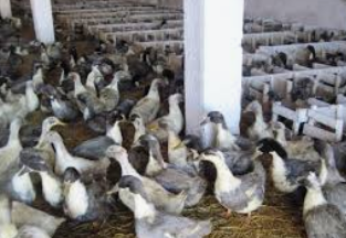 Голубий фаворит яйця інкубаційні качки, фото 1