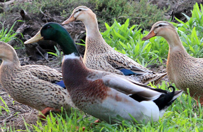 Інкубаційне яйце качки українська сіра, фото 1