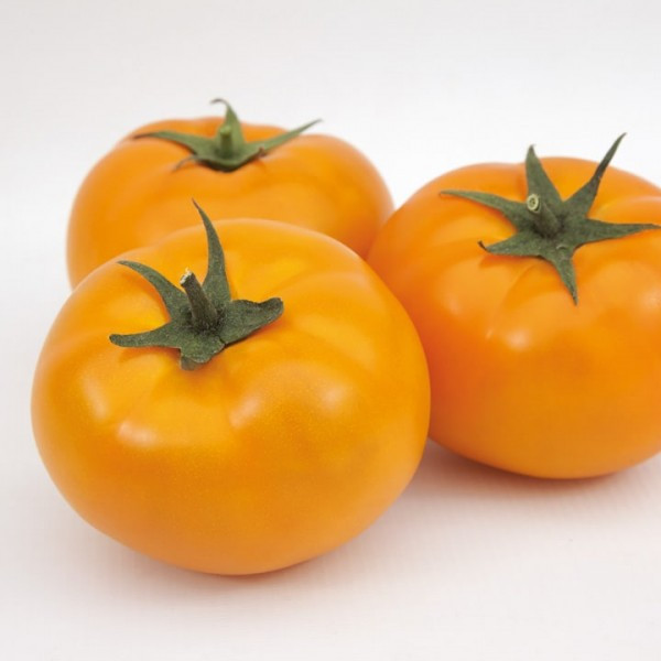 Ямамото (КС 10) F1 насіння томата індит. раннього 105-115 дн. жовт. (Kitano Seeds) 10 насіння