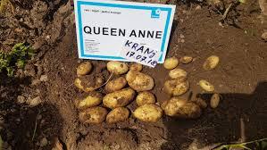 Ранний посадочный желтый картофель Королева Анна - фото 4 - id-p1060152094