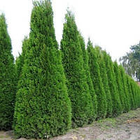 Саженцы Туи западнй Смарагд (Thuja occidentalis Smaragd) (Трехлетняя)