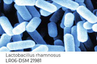 Lactobacillus rhamnosus LR06-DSM 21981