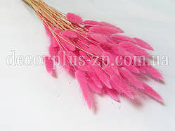 Лагурус — сухоцвіт кольоровий, рожевий (паковання — 10 гілочок)