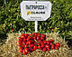 Насіння томата П'єтра Росса F1/Petra Rossa F1 1000 насіння Clause, фото 4