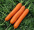 Семена Моркови САТУРНО F1 Clause 100000с, фото 2