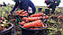 Семена Моркови БОЛИВАР F1 (1,4-1,6) Clause 100000с, фото 3