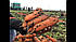 Семена Моркови БОЛИВАР F1 (1,4-1,6) Clause 100000с, фото 4