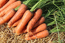 Семена Моркови БОЛИВАР F1 (1,6-2,0) Clause 100000с
