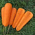 Семена Моркови БОЛИВАР F1 (1,6-2,0) Clause 100000с, фото 2