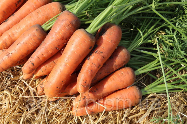 Семена Моркови БОЛИВАР F1 (1,4-1,6) Clause 500000с