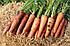 Семена Моркови МИРАФЛОРЕС F1 (1,6-2,0) Clause 100000с, фото 2