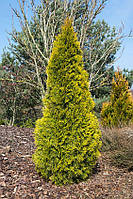 Туя західна Голден Смарагд або Джанет Голд/ Thuja occidentalis Golden Smaragd, С1.5, 3роки, 25+см