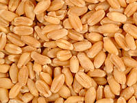 Семена пшеницы микрозелень 100г