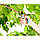Секатор Gardena Comfort B/L 8906, фото 3