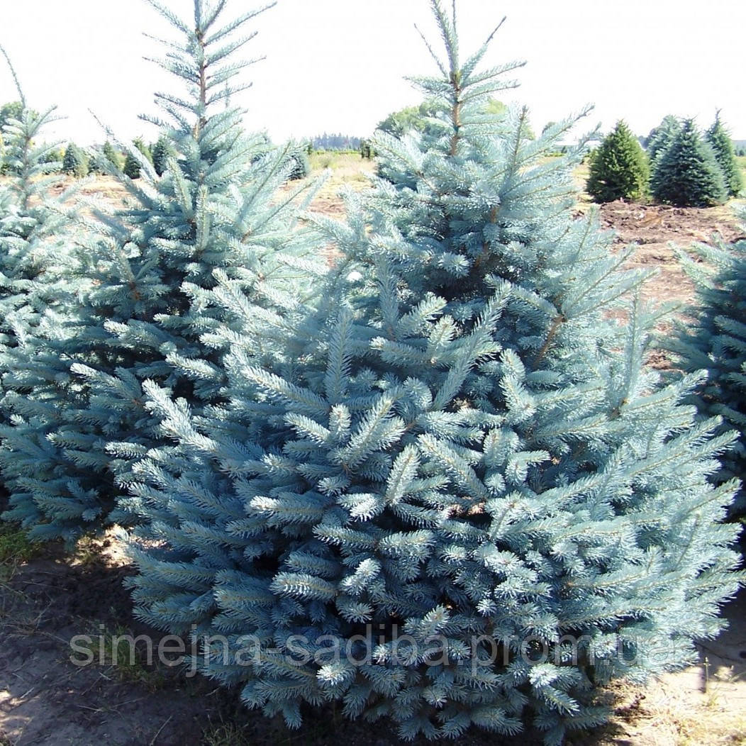 Ель колючая Глаука (Picea pungens Glauca)(Трехлетняя) - фото 1 - id-p1131509110