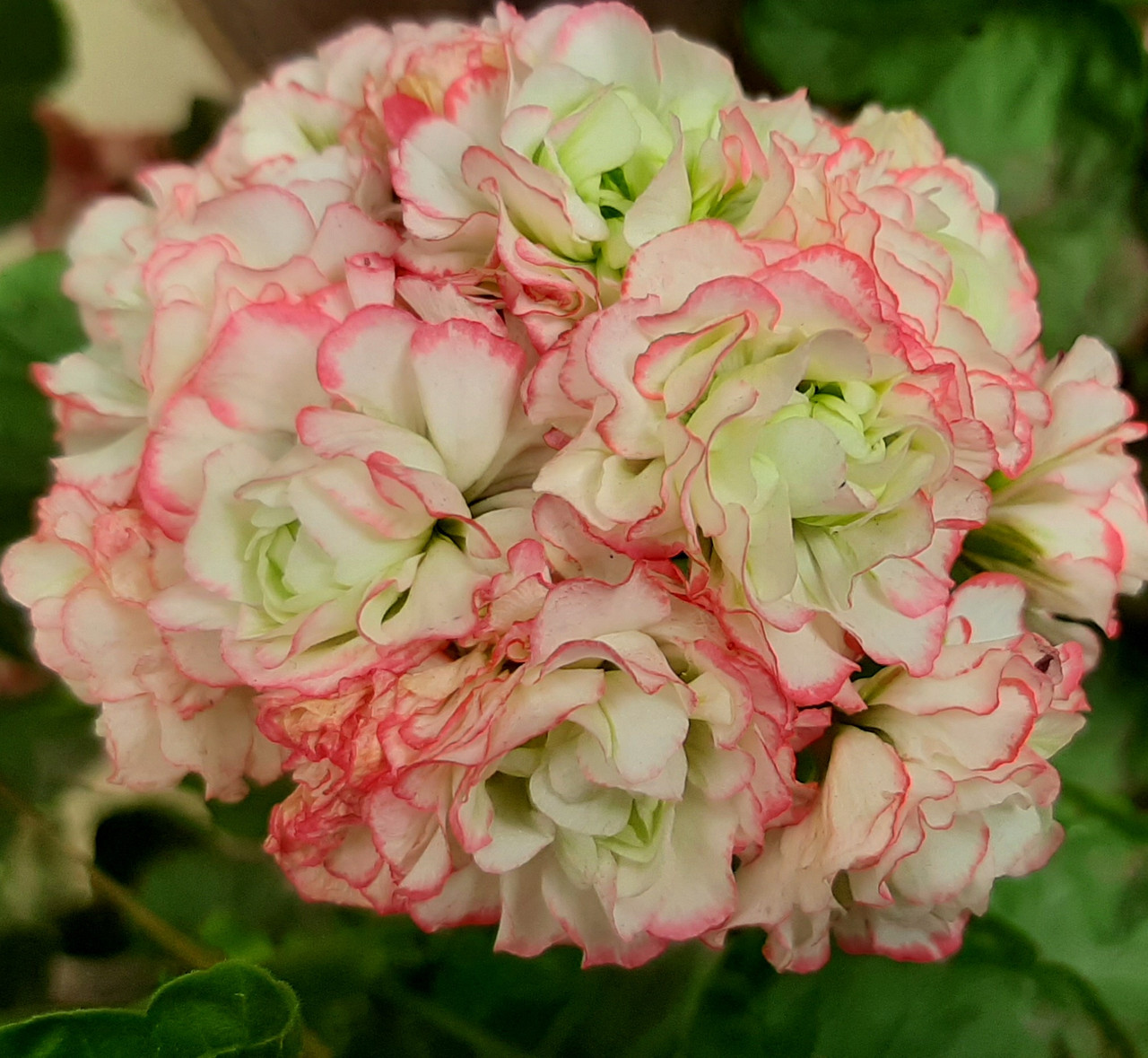 Розсада саджанців Пеларгонія зональна Apple Blossom Rosebud