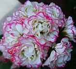 Розсада саджанців Пеларгонія зональна Apple Blossom Rosebud, фото 2