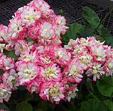 Розсада саджанців Пеларгонія зональна Apple Blossom Rosebud, фото 5