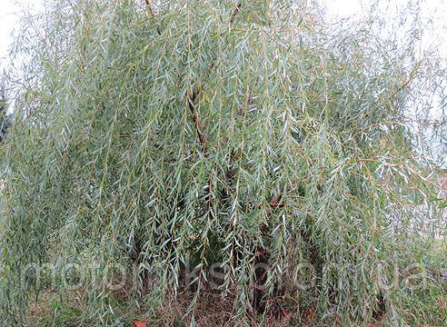 Кора верби білої, 100г, ціна 40 грн — Prom.ua (ID#1131633610)