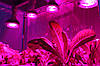 Фіто светильник Led 1200мм для рослин T8 32W R:B=4:2, фото 8