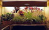 Фіто лампа Т8 G13 18Вт 1200мм для рослин (4 Червоних : 2 Синіх), фото 7