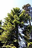 Ялиця велика насіння (50 шт) (Abies grandis) пихта велетенська для вирощування саджанців, фото 5